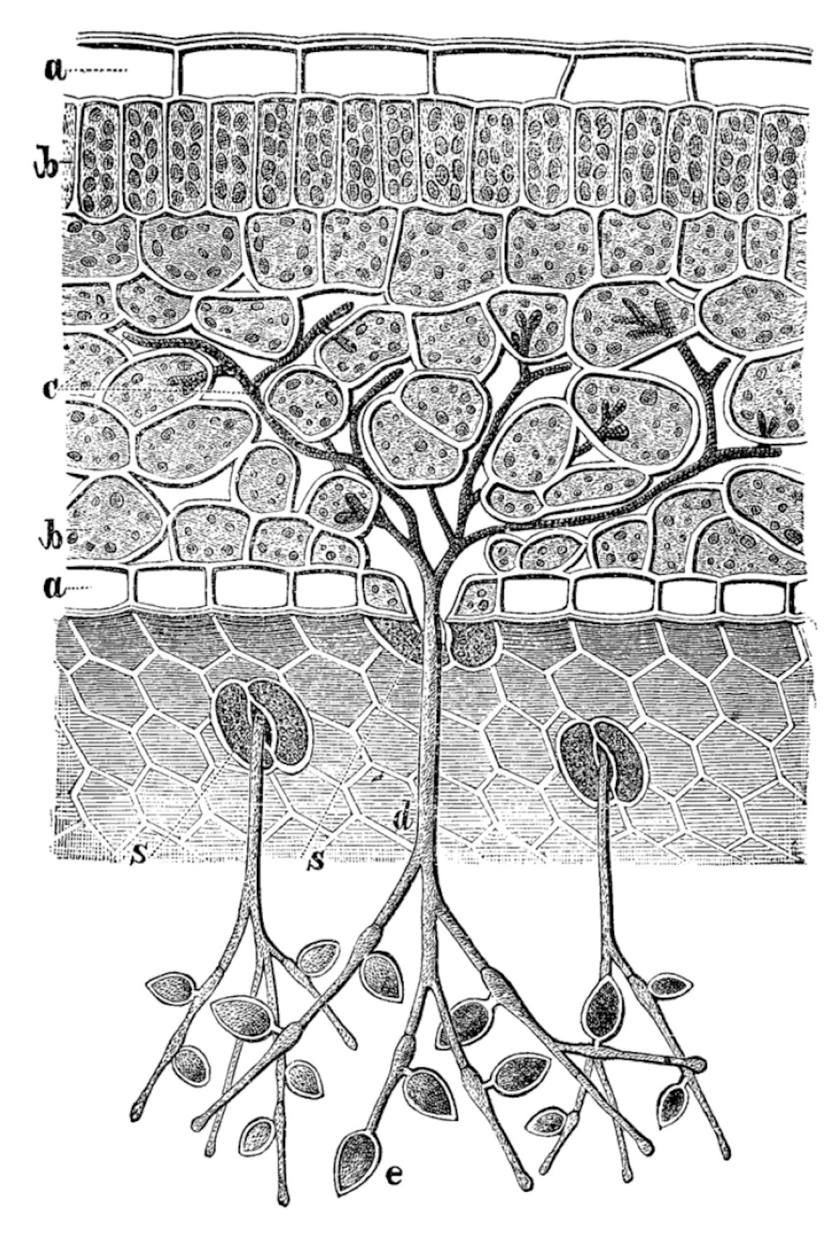 Sui rami sporangiofori si sviluppano gli sporangi, all'interno dei quali sono presenti le zoospore che propagano l'infezione di peronospora